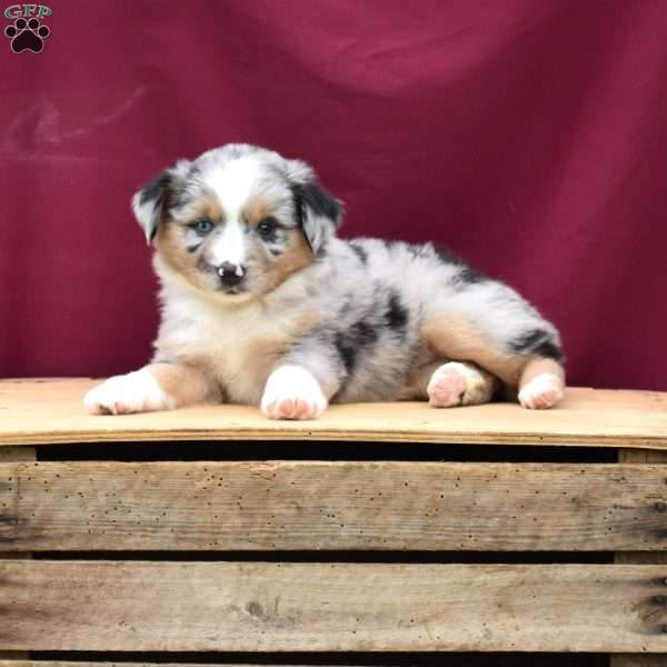 Quinn, Miniature Australian Shepherd Puppy